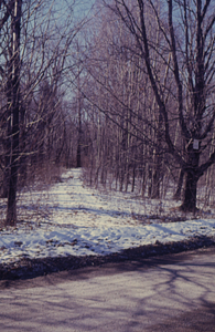 Driveway to Hopkins mansion site west of Northwest Hill Road in winter with sugar maple (Acer saccharum) hedgerow.