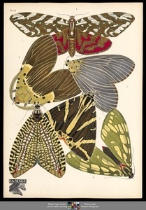 Papillons. Plate 14