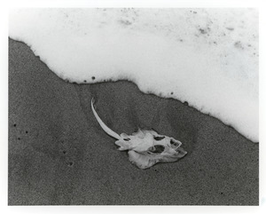 Skeleton of skate on beach