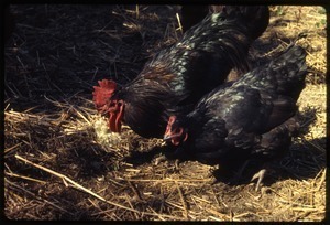 Rooster and hen, Wendell Farm