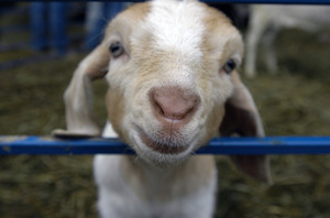 Overlook Farm (Heifer International): A young goat at Heifer International's Overlook Farm looks for attention from inside its pen