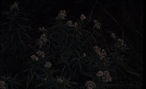 Pearly everlasting (Anaphalis margaritacea) along Upper Loop Trail.