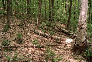 Fallen paper birch trees along Taconic Crest Trail.