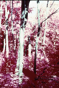 False color IR image of dead and live sugar maples (Acer saccharum) east of Jim Smith Hill following saddle-prominent caterpillar defoliation. False Color Infrared/True Color Project.