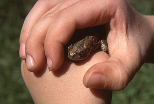 Eastern American toad held by Jamie Art in the Buxton Garden.