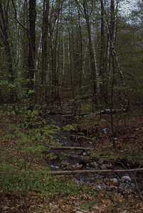 North Branch Birch Brook near permanent plot 0720 with paper birch (Betula papyrifera) and yellow birch (Betula alleghaniensis) forest.