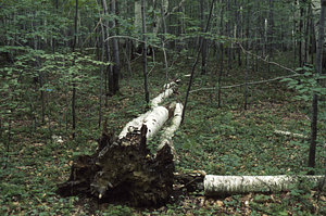 Red maple invading paper birch stand in post-agricultural landscape.