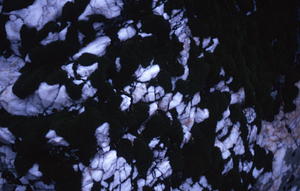 Quartzite (milky quartz) with moss.