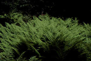 Hay-scented fern near Permanent Plot 1206.