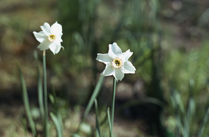 Poet's narcissus (Narcissus poeticus) close-up in the Buxton Garden.