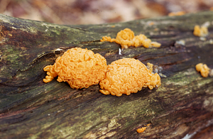 Witch's butter fungus (Tremella mesenterica) on dead red oak log.
