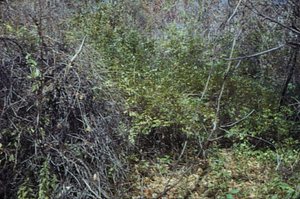 Shrub honeysuckles (Lonicera spp.) marking cellar hole of John Barney Wright on south leg of Lower Loop Trail.