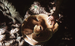 Large artist's fungus (Ganoderma applanatum) on sugar maple (Acer saccharum) tree in sugarbush.