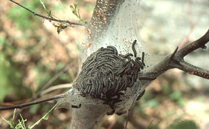 Eastern forest tent caterpillars crawling on nest in a black cherry.