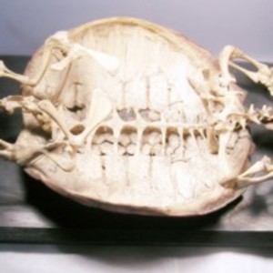 Mounted preparation of snapping turtle