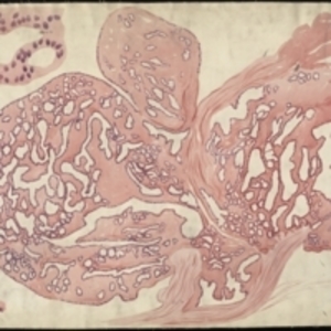 Teaching watercolor of tissue at a microscopic level