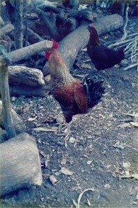 Chickens in a village in El Salvador