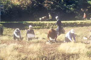 Dry picking cranberry bogs