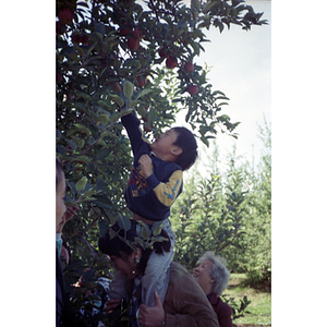 People picking apples during a Chinese Progressive Association trip