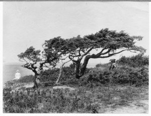 Cedars of West Chop, Martha's Vineyard, Mass., 1891