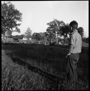 Man looking over a herd of cows at pasture, Wentworth Farm