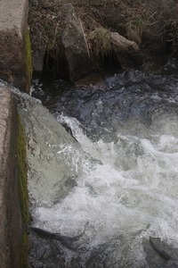 Alewife at the base of a waterfall during the herring run at the Stony Brook Grist Mill and Museum