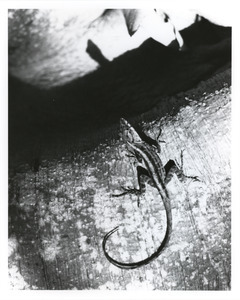 Shadow of lizard