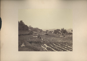 Farmers in agricultural field