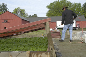 Lazy Acres Farm (Zuchowski Farm): Allan Zuchowski watering cold frames