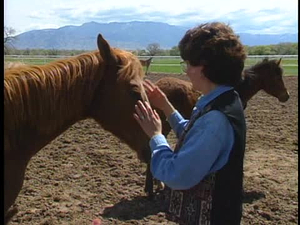 New Mexico in Focus; The Horse Whisperer