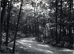 Great Woods Road, looking towards Walden Pond, Lynn Woods