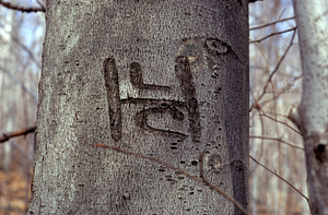 Witness tree southwest corner of Moon Lot.