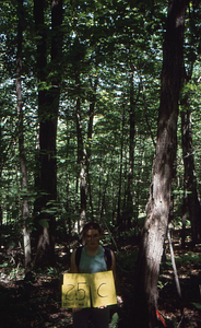 Birch Strips - White Birch Regeneration Study - White Birch Study Area. Strip Treatment Plot 2.5C. Portrait orientation.