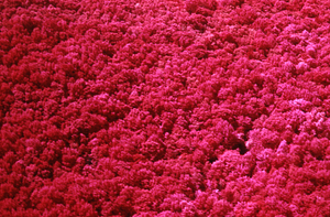 Aerial false color IR image of South Branch of Birch Brook. False Color Infrared/True Color Project.