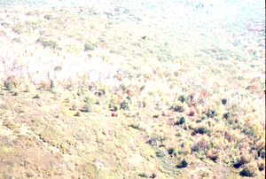 Aerial oblique closer view of saddle-prominent defoliation on Taconic Crest at Jim Smith Hill 14 October 1971.