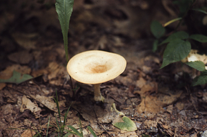 Funnel mushroom in oak woodland.