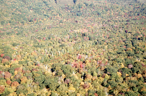 Aerial oblique close-up view across Birch Strips on 14 October 1971. White bark of isolation strip trees visible in center.