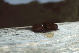Chocolate tube slime (Stemonitis sp.) on log in Moon Lot - Primmer Farm.