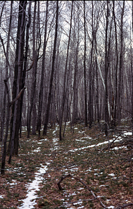 Red maple (Acer rubrum) and paper birch (Betula papyrifera) invasion of plowed field with snow in the plowlines.