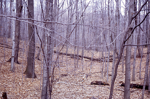 HMF Phenology #09 - 09 May 1972