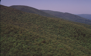 Aerial oblique view of Middle Branch of Birch Brook on 28 May 1972 in the Hopkins Forest.