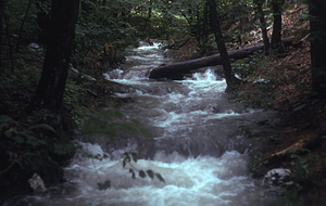 View upstream on the South + Middle Branch Birch Brook. Morning after the 2.5" overnight (29-30 June 1973) rainfall event.