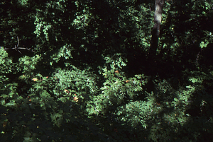 Canopy walkway 3. View down to ground from center of walkway.