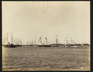 Fleet At Vineyard Haven