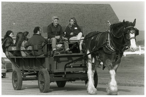 George Hawthorne, Morgan horse expert, driving horse cart