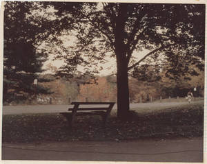A bench on Springfield College Campus