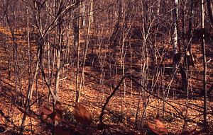 Central Park Musclewood near Upper Loop Trail.