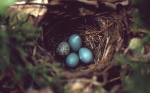 Brown-headed cowbird egg (speckled) in veery nest with three light blue veery eggs.