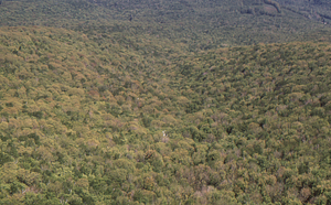 Aerial oblique view South Branch Birch Brook toward Bernardy's Farm on 28 May 1972 in the Hopkins Forest.
