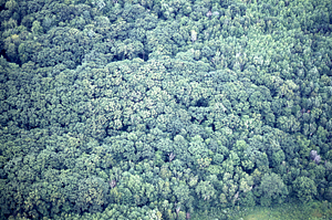 Aerial oblique view of red oak canopy in International Biological Programme (IBP) Plot - U.S. Forest Service Farm Forestry Unit A South and Unit A North of Ford Glen Brook on 14 July 1971.
